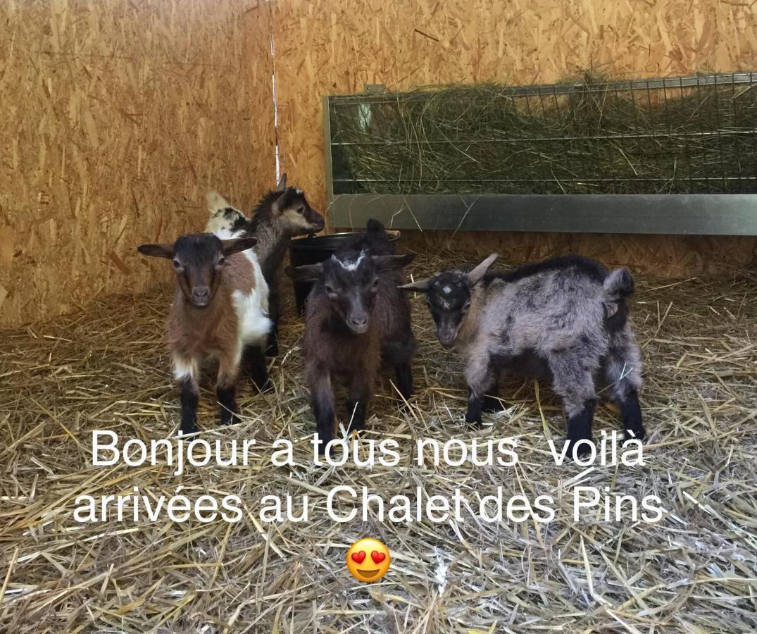 Roulottes Du Chalet Des Pins Rougeou 外观 照片